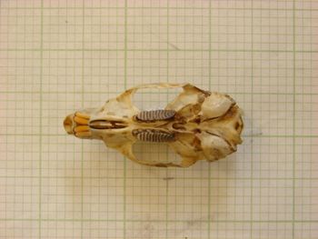 Media type: image;   Mammalogy 26345